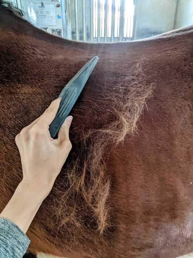 StripHair shedding