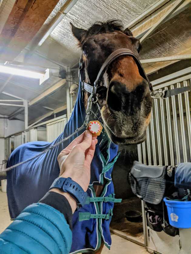 Central Texas Horse Treats